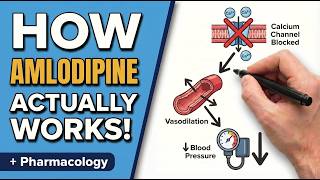 Amlodipine in 10 Minutes: Mechanism, Dosing, Side Effects & Clinical Pearls