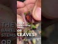 Lithops: The Plant That Disguises Itself as a Rock
