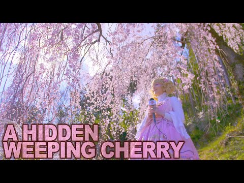 日本一周ドライブ。東京の隠れた桜スポット青梅 (Drive around Japan: Ome a hidden sakura spot in Tokyo)