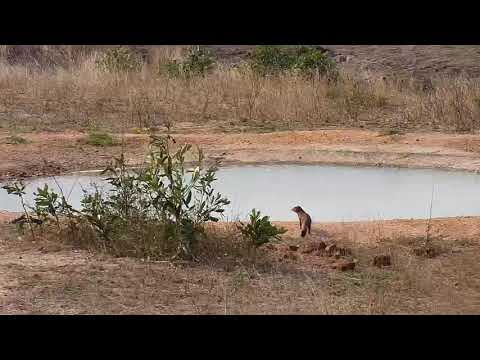 Djuma: Slender Mongoose gets drink at the pan - 14:59 - 09/26/20