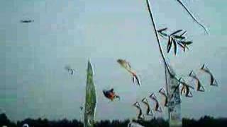 preview picture of video 'International Kite Festival 2008'