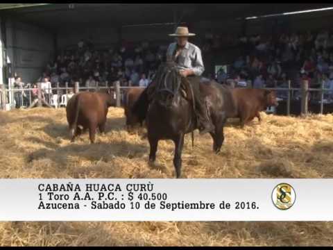 10-09-16 Venta de Toros A.A. P.C. y P.H. P.R. - Cabaña Huaca Curù - Azucena.