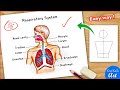 Human Respiratory System Diagram Colour Drawing Easy Labelled Science Project Poster Chart Making