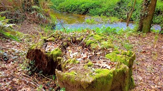 10 Minutes Relax - Moss and leaves on a tree trunk by a peaceful forest stream 🌿🍃