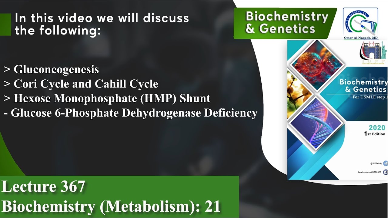 Gluconeogenesis | Cori Cycle and Cahill Cycle | Hexose Monophosphate (HMP) Shunt | G6PD Deficiency