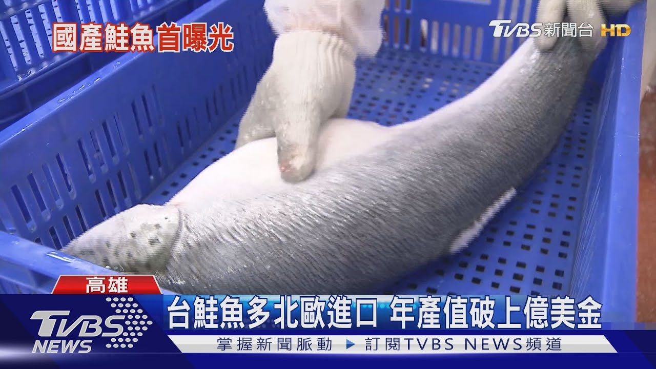 台灣自己來！海大團隊研發「國產鮭魚」　拚市佔率10%