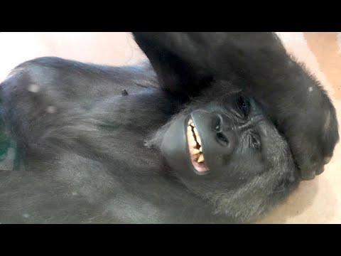 Annie seems to love her new keeper ｜Shabani Group・Gorilla