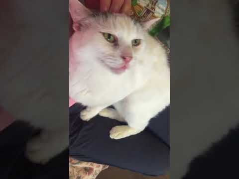 Danny-Sweet Lap Cat FIV+, an adopted Domestic Short Hair in Mendham, NJ_image-1