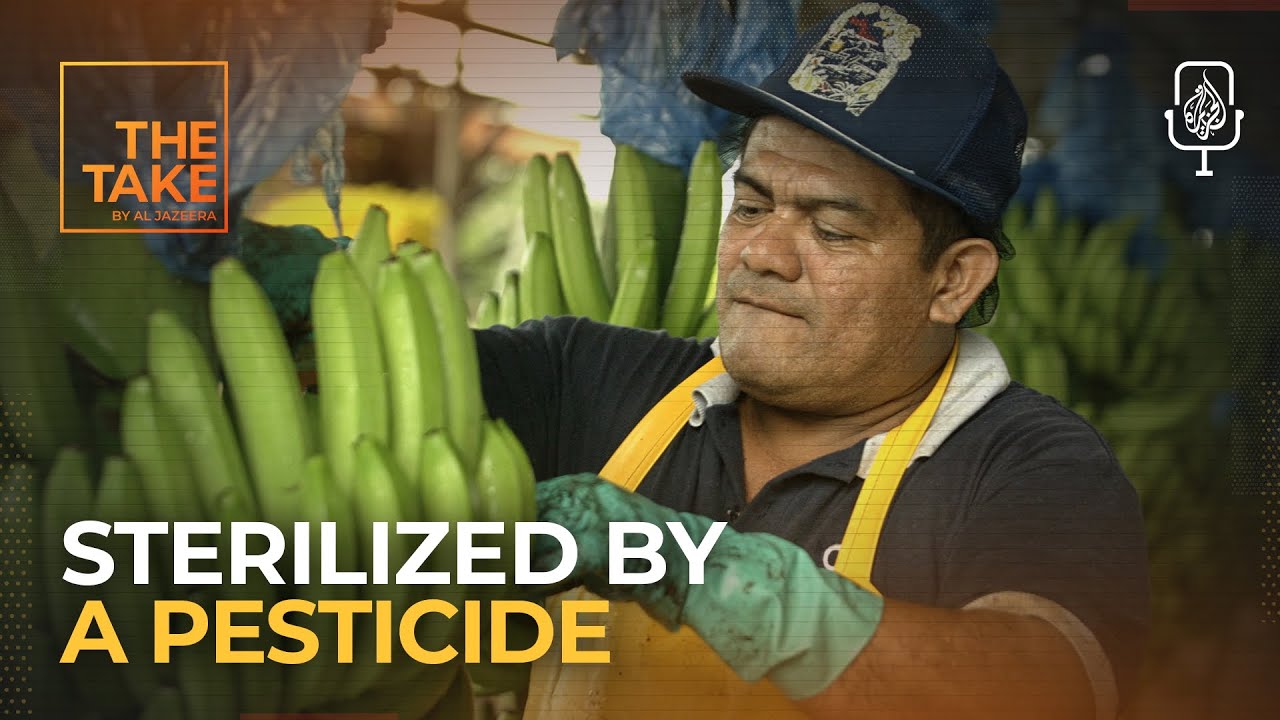 Could a US-banned pesticide be behind mass sterilization? | The Take