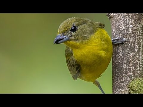 🚨🚨NEW SPECIES ALERT 🚨🚨 Thick-billed Euphonia!! A very rare find! - Irmo, SC
