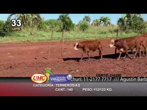 Lote 140 Terneros/as en Virasoro, Corrientes