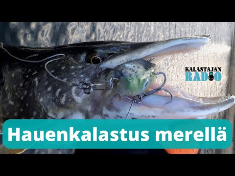 Kalastajan Radio: Hauenkalastus merellä