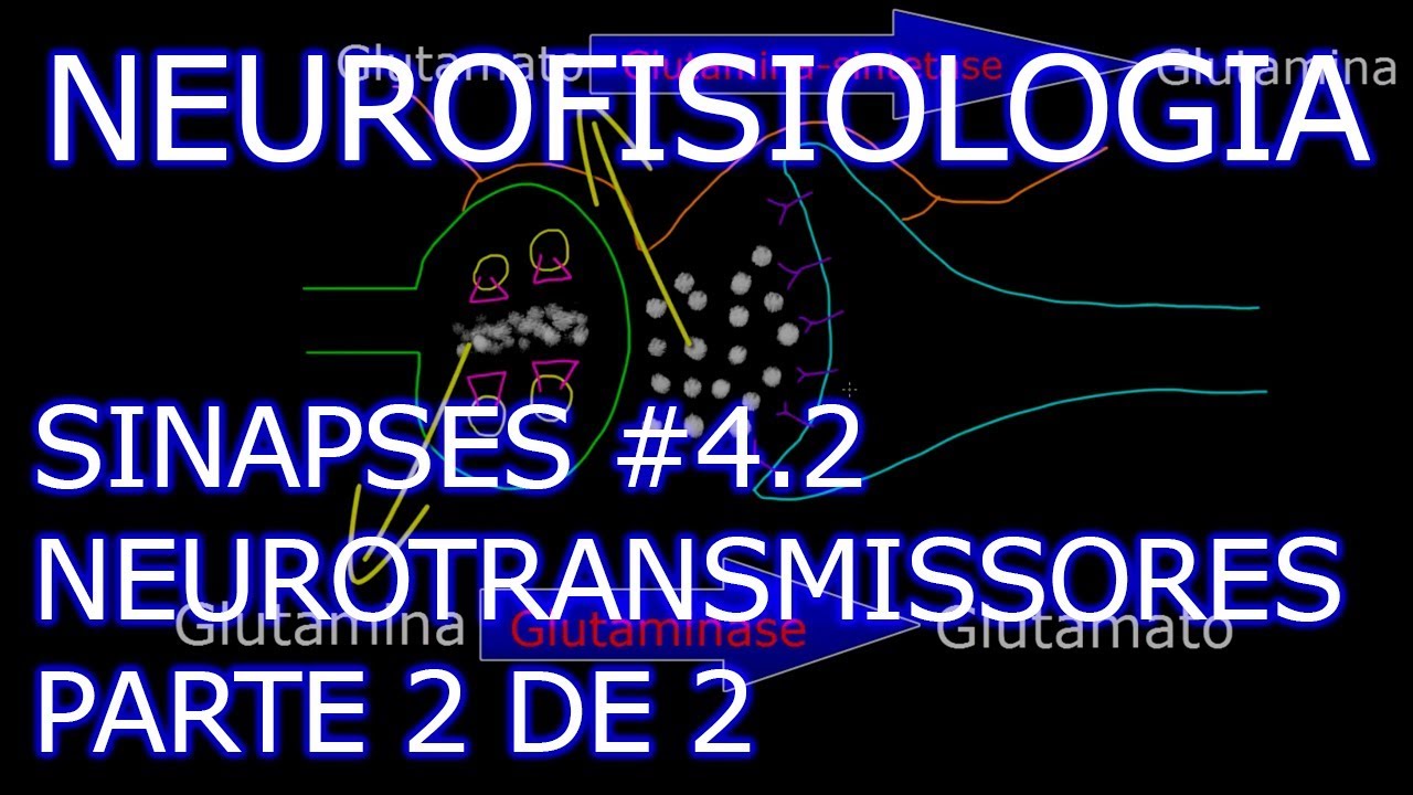 Aula: Neurofisiologia - Sinapses #4.2 - Neurotransmissores (2/2) | Neurofisiologia Humana