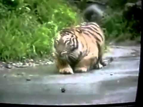 Sumatran Tiger vs Male African Lion, Sumatran Tiger beats big Male african lion