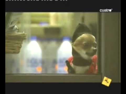 ULTIMA  HORA (Boliche- Hormiguero)