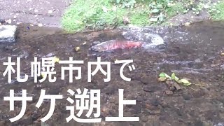 北海道 札幌市内でサケ遡上 2019/09/25 豊平川支流精進川 salmon jumping and spawning at Sapporo,Hokkaido,Japan