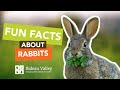 Fun Facts About Cottontail Rabbits