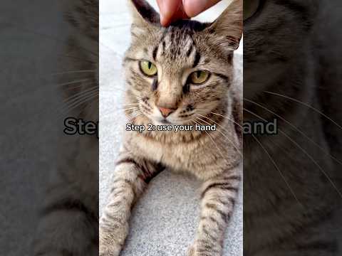 How to Pet a Stray Cat (The RIGHT Way!?) 🤪 #cat #cats #kittycat #kitten #funny #catrescue #shorts