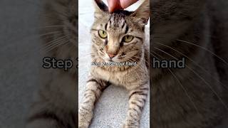 How to Pet a Stray Cat (The RIGHT Way!?) 🤪 #cat #cats #kittycat #kitten #funny #catrescue #shorts