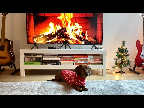 Mini dachshund decorates for Christmas