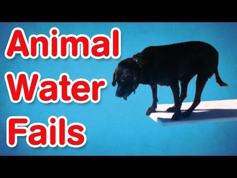 Wasser-Fails mit Tieren