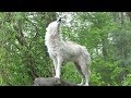 Download Lagu What 30 Wolves Howling Sounds Like Mp3 Free
