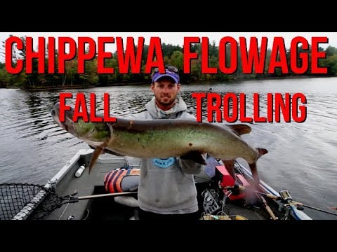 5 MINUTE Musky - Fall Trolling Tips