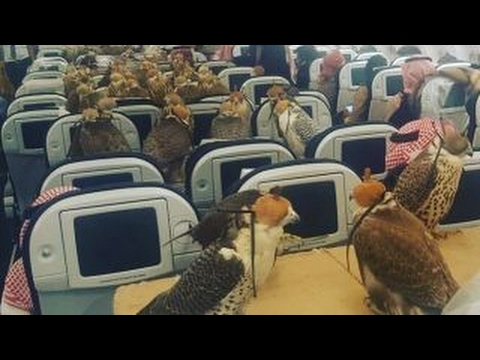 Even falcons need passports to fly... on planes