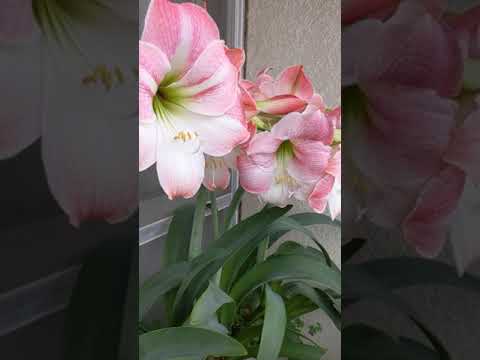 園芸 アマリリス ボゴタ