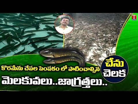 Uno Murrel Fish Feed