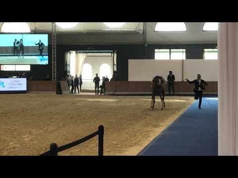 PSE AL JABBAR champion yearling colt