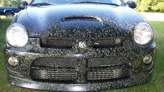 Love bug invasion the worst swarm in at least 10 years