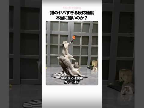 猫のヤバすぎる反応速度、本当に速いのか？