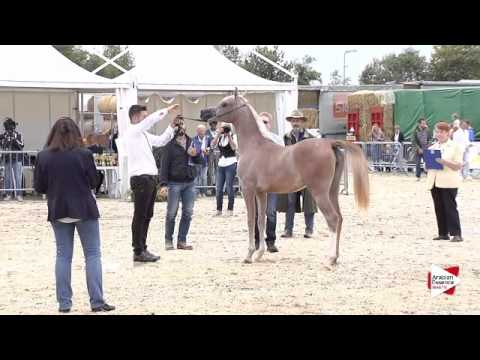 N.7 SHAKLINA AL FARAH - Bergamo 2015 - Yearling Fillies (Class 1B)