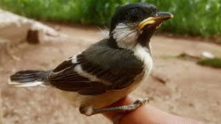 Download lagu Suara Anak Burung Glatik Batu Nyerecet Untuk Pikat / MIKAT Gelatik Watu Dewasa Induk Agar Nyamperin mp3