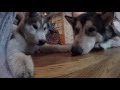GOPRO Dogs Husky Puppies Malamute Play