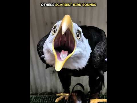 Other scary bird spunds vs dis one ☠️ | #bird #sound #eagle #shonedit #newyork #usa