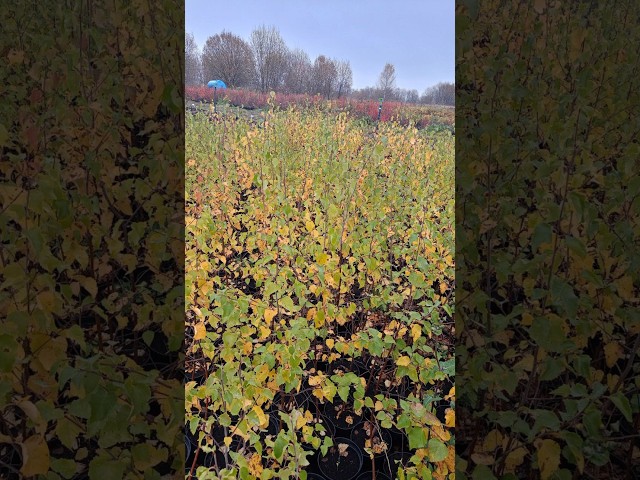 Береза пушистая (Betula Pubescens)