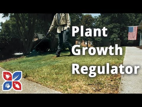  Do My Own Lawn Care  -  Plant Growth Regulator and Liquid Fertilizer Video 