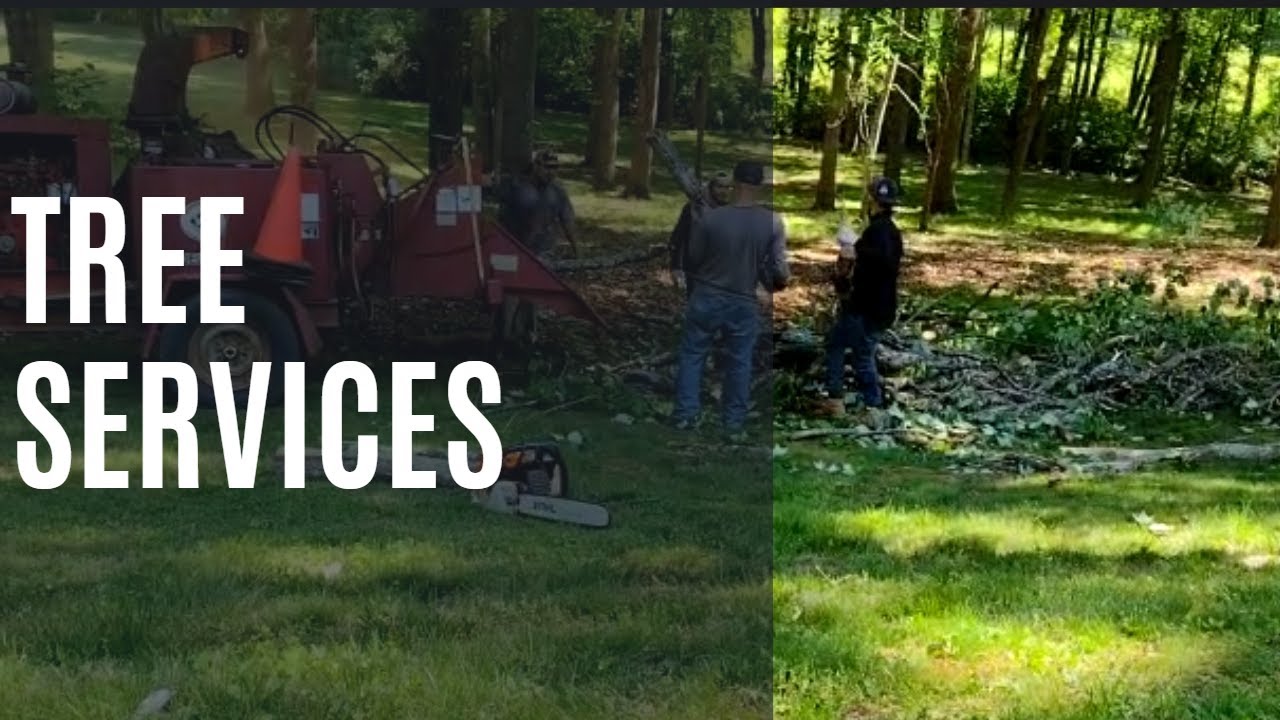 Tree Services: Tree removal in Charlottesville