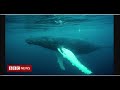 Finding Nemo Farm Animal Style Part 20 Horse Speaks Whale