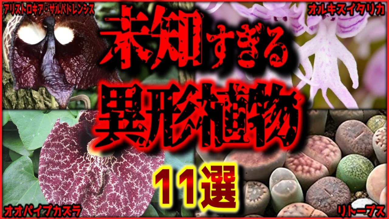 【閲覧注意】どう見てもおかしい見た目のヤバい植物 12選【ゆっくり解説/作業用BGM/睡眠用/9割が知らない】