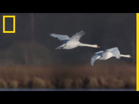 Les cygnes tombent amoureux pour la vie