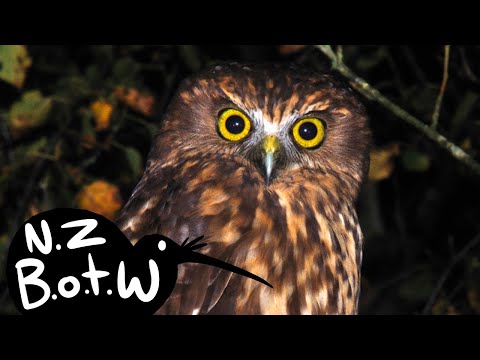 Críticas/Acesso/Horário de funcionamento da Morpork Pizzeria & Cafe | Waitomo Cave