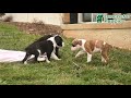 Boxer dogs for sale: West  - Video 1
