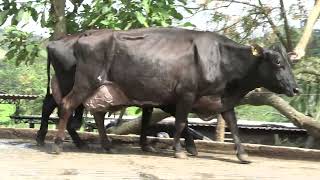 Vídeo 18 - 1º LEILÃO ANUAL SITIO TIMOTEO | VACAS 3/4 E 7/8