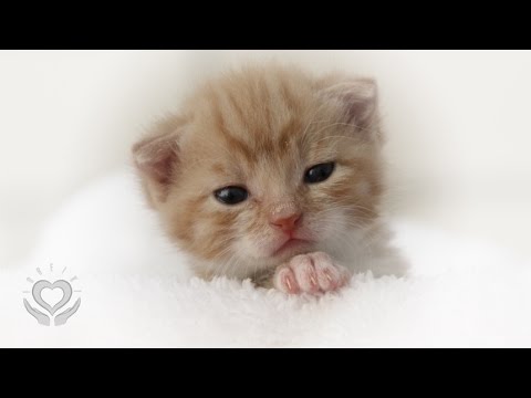 Reiki for Pets & Animals | Energy Healing for Pets