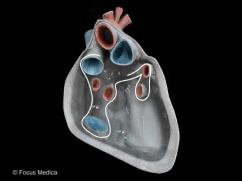Serous pericardium - Heart
