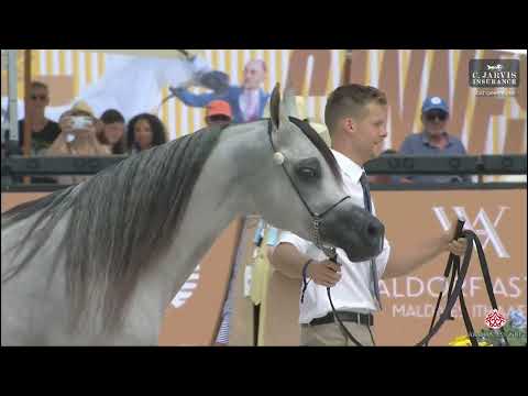 N 87 D BEISAN   GCAT Cannes 2025   Senior Mares   Section A Class 3A