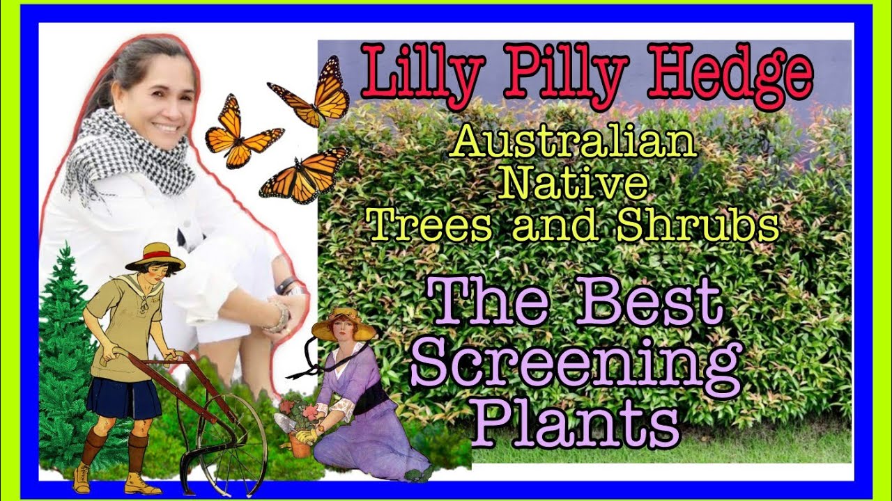 How to grow Lilly Pilly in a garden